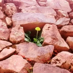 Diente de león creciendo entre piedras de color rosado.