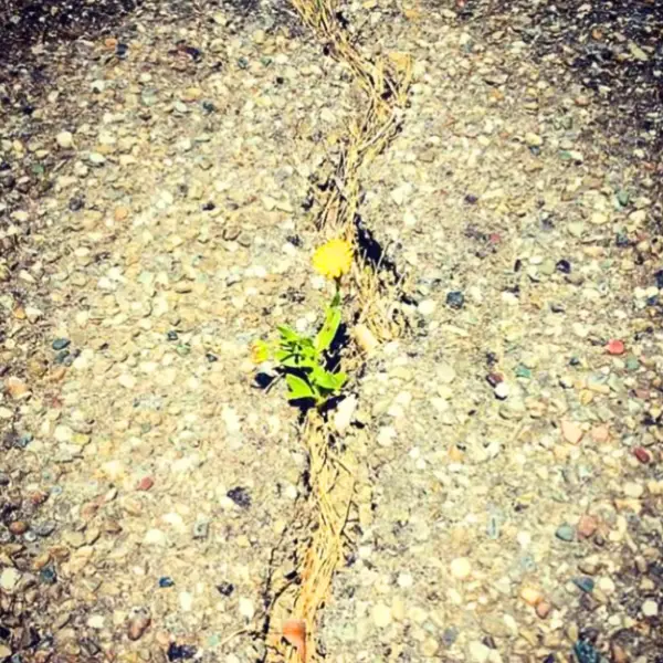 Una planta de diente de león, en una grieta en el suelo.