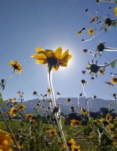 Paisaje con girasoles y cerros, cielo azul de fondo.