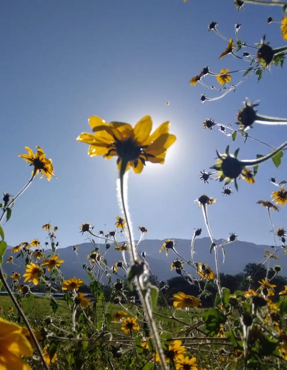 Paisaje con girasoles y cerros, cielo azul de fondo.