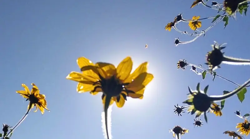 Girasoles tomados desde abajo, con el cielo celeste de fondo y la luz del sol detrás de una flor.