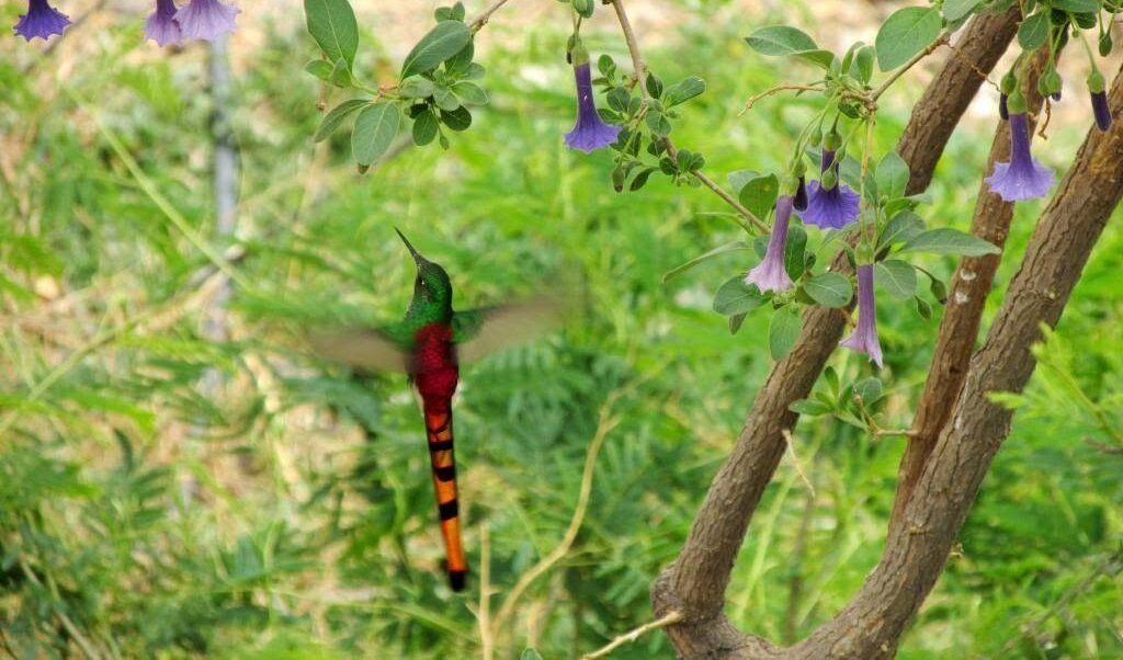 Picaflor cometa en vuelo, bajo flores de serminuela.